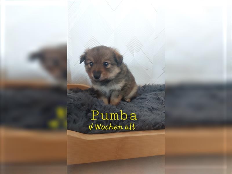 Pumba sucht ein tolles Zuhause