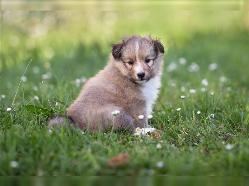 Sheltie Welpe sucht aktives Zuhause