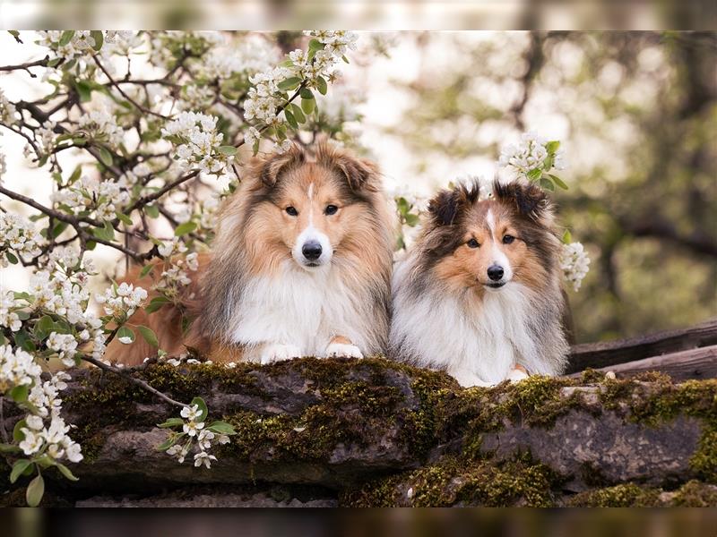 Sheltie Welpe sucht aktives Zuhause