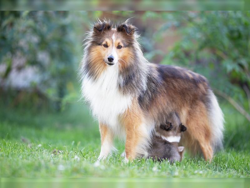 Sheltie Welpe sucht aktives Zuhause