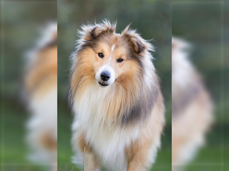 Sheltie Welpe sucht aktives Zuhause