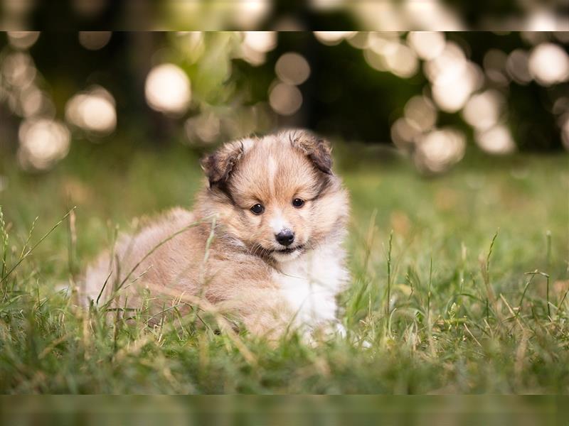 Sheltie Welpe sucht aktives Zuhause