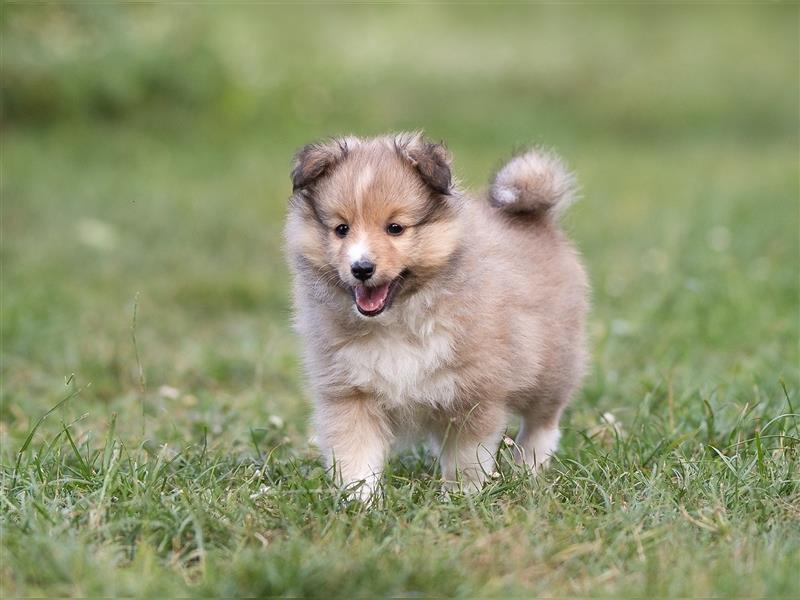 Sheltie Welpe sucht aktives Zuhause