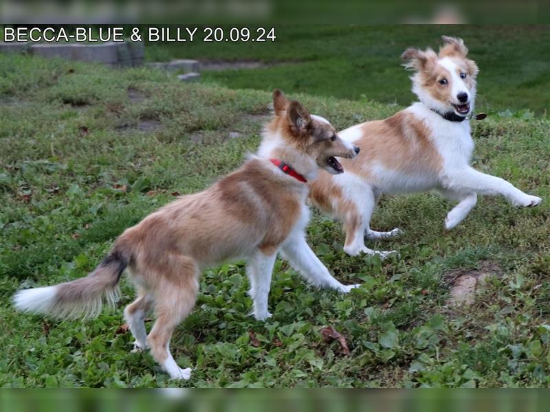 BILLY in  Sable Merle gut erzogen - Bürohund