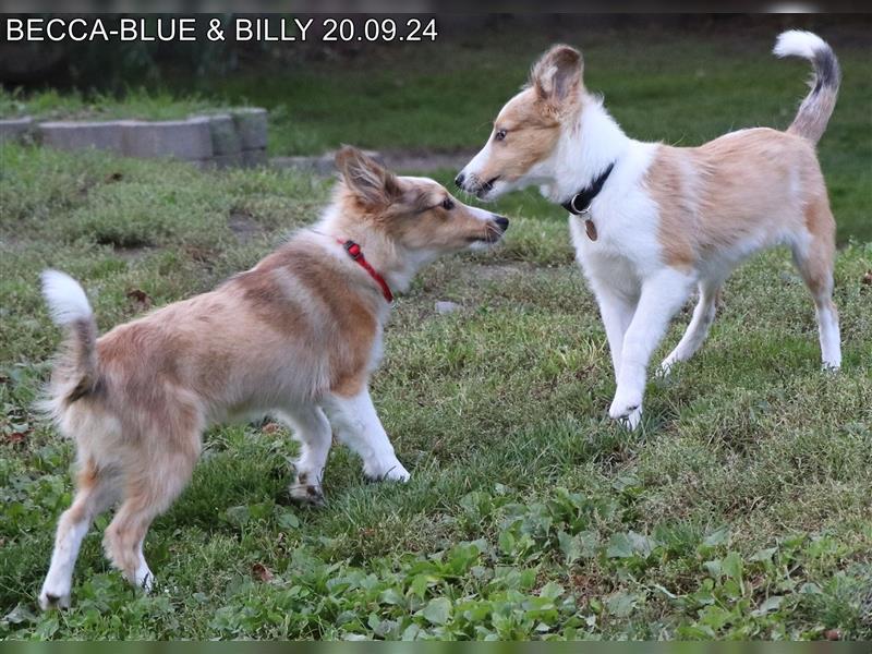 BILLY in  Sable Merle gut erzogen - Bürohund