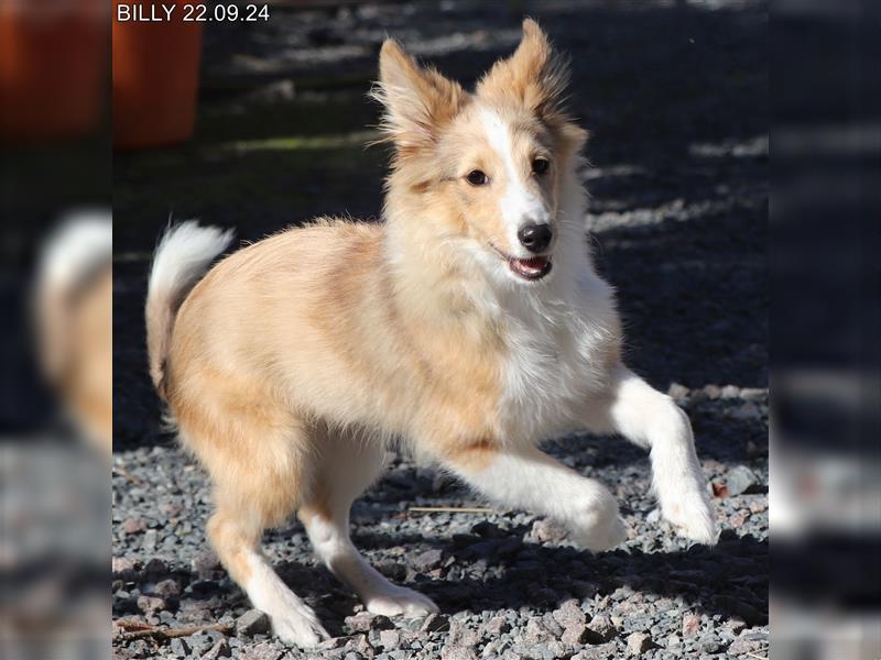 BILLY in  Sable Merle gut erzogen - Bürohund