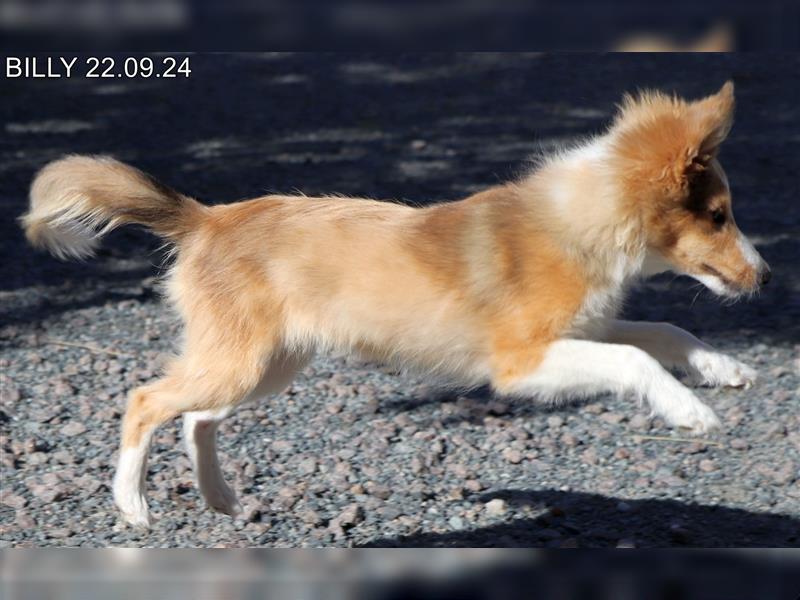 BILLY in  Sable Merle gut erzogen - Bürohund