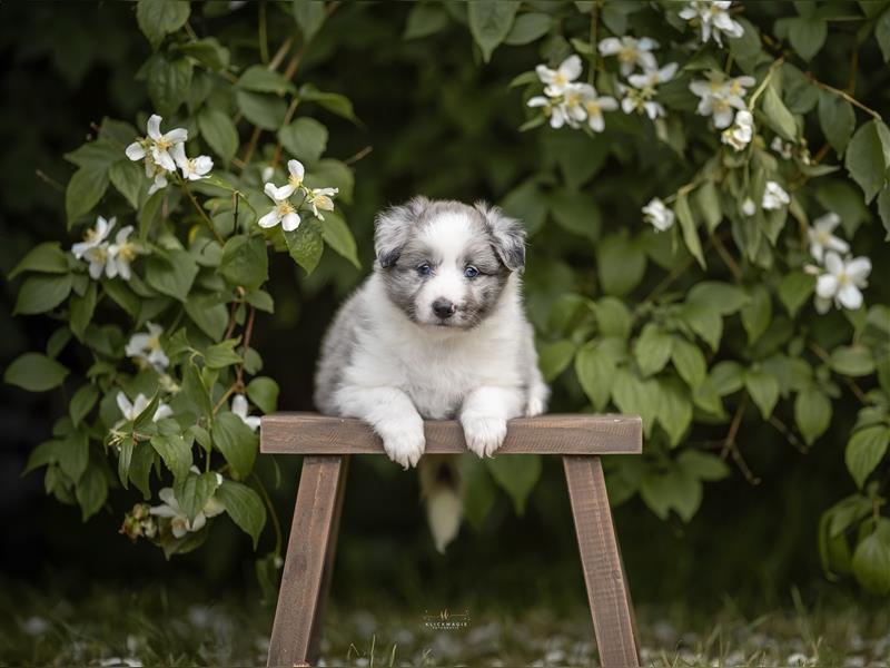 Sheltie Welpen