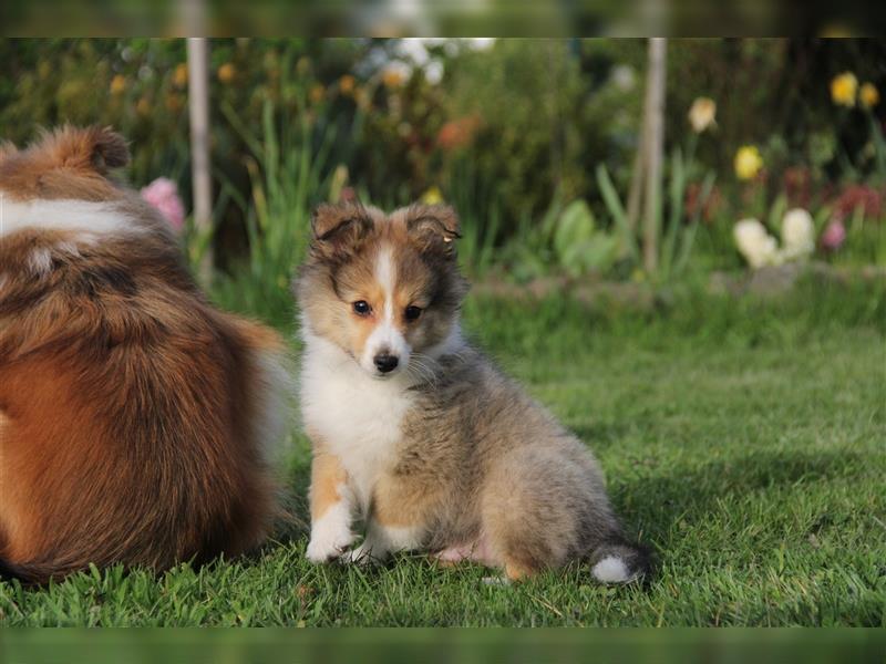 VDH Shelties / Sheltierüde sucht sein zu Hause