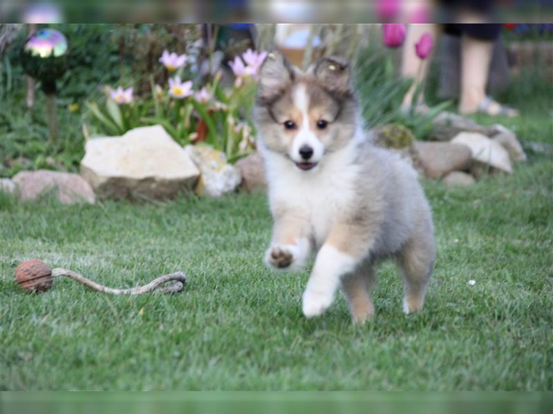 VDH Shelties / Sheltierüde sucht sein zu Hause