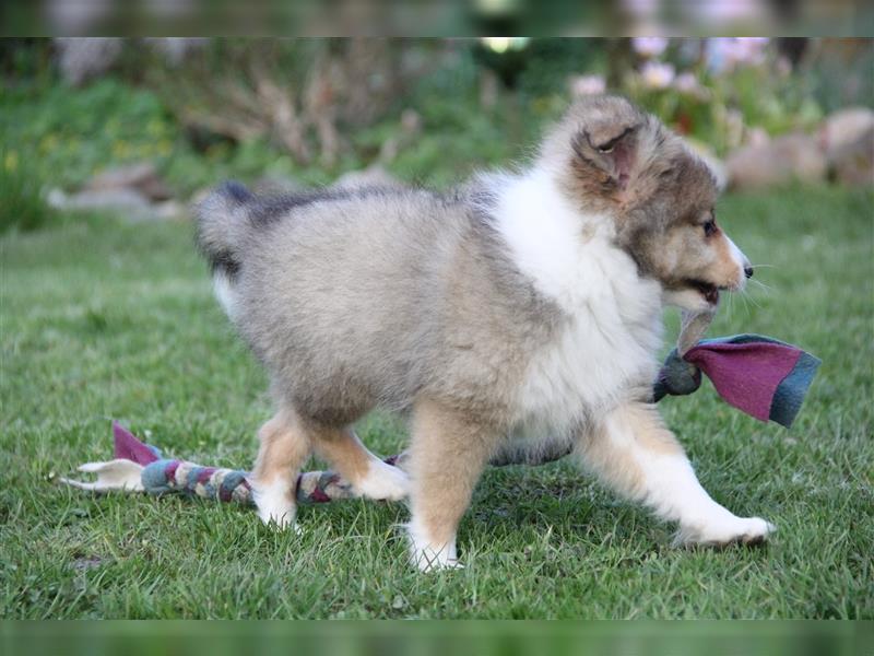 VDH Shelties / Sheltierüde sucht sein zu Hause