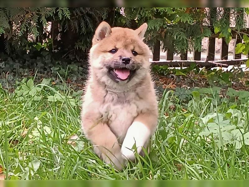 Shiba Inu - Welpen