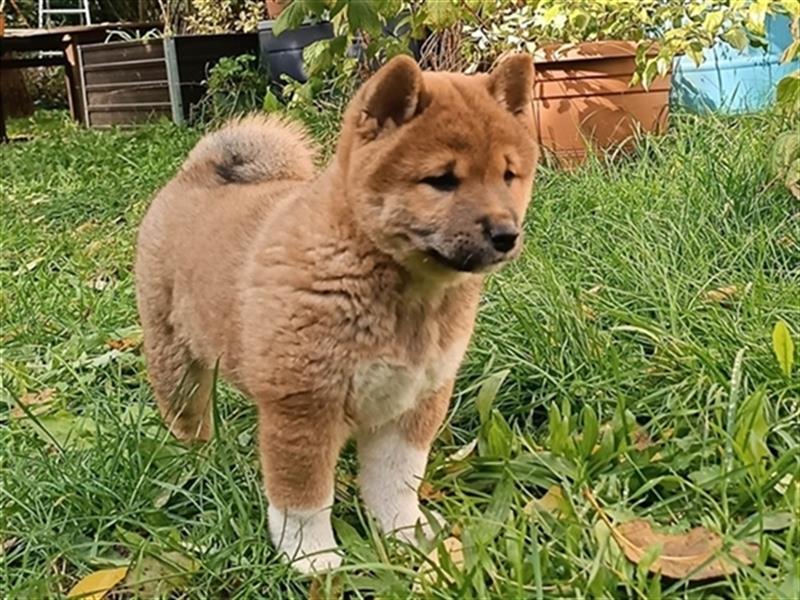 Shiba Inu - Welpen