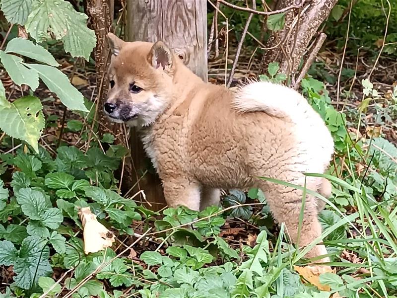 Shiba Inu - Welpen