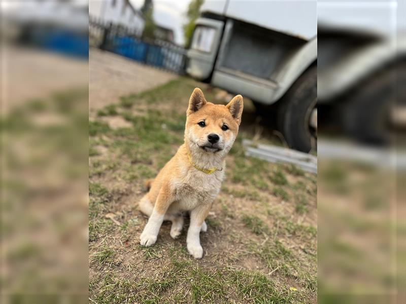 Süße Shiba Inu Welpen