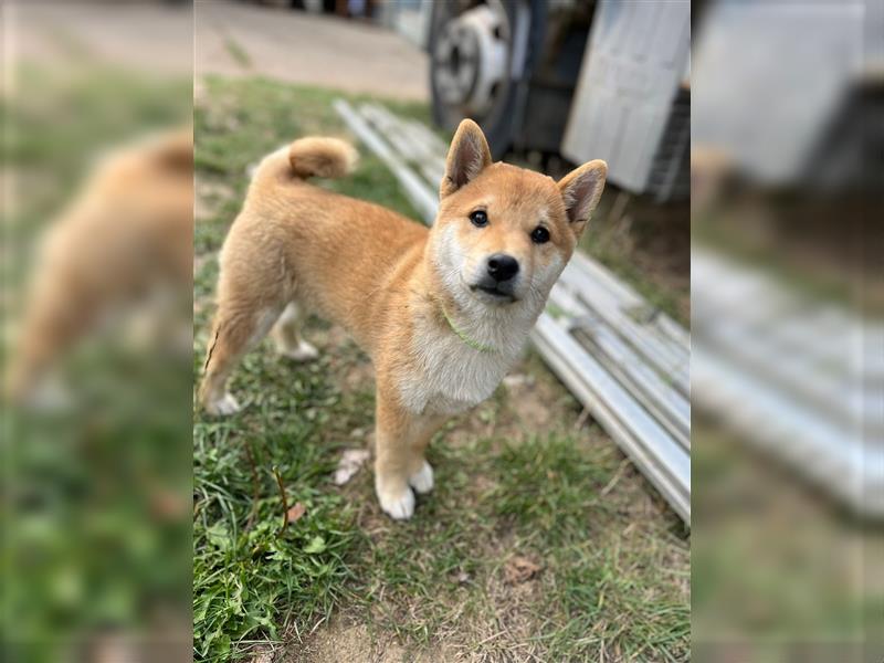 Süße Shiba Inu Welpen