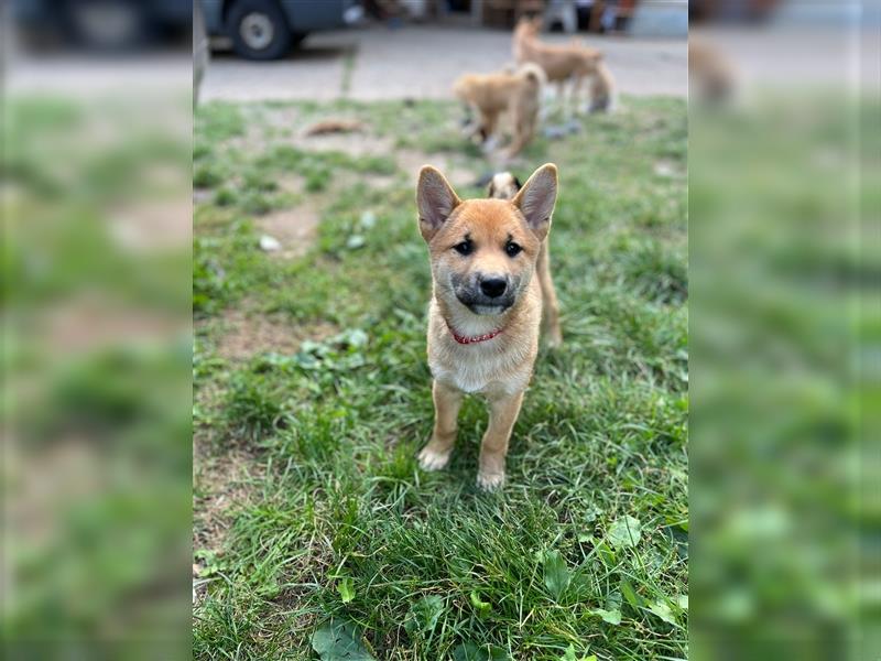 Süße Shiba Inu Welpen