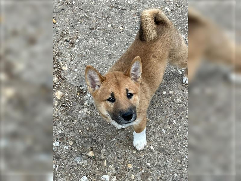 Süße Shiba Inu Welpen