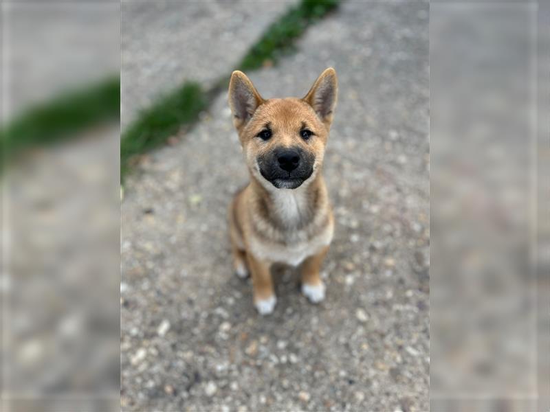 Süße Shiba Inu Welpen