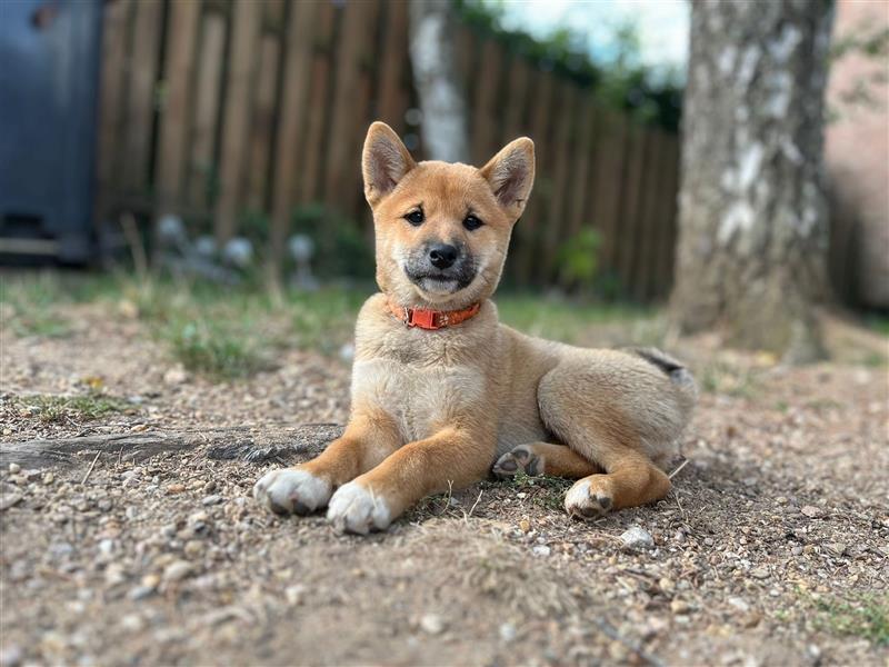 Süße Shiba Inu Welpen