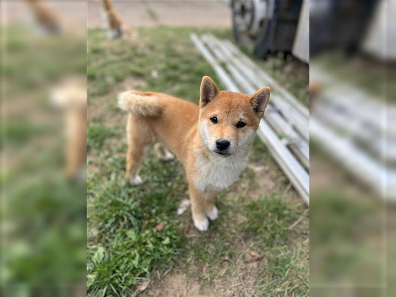 Süße Shiba Inu Welpen