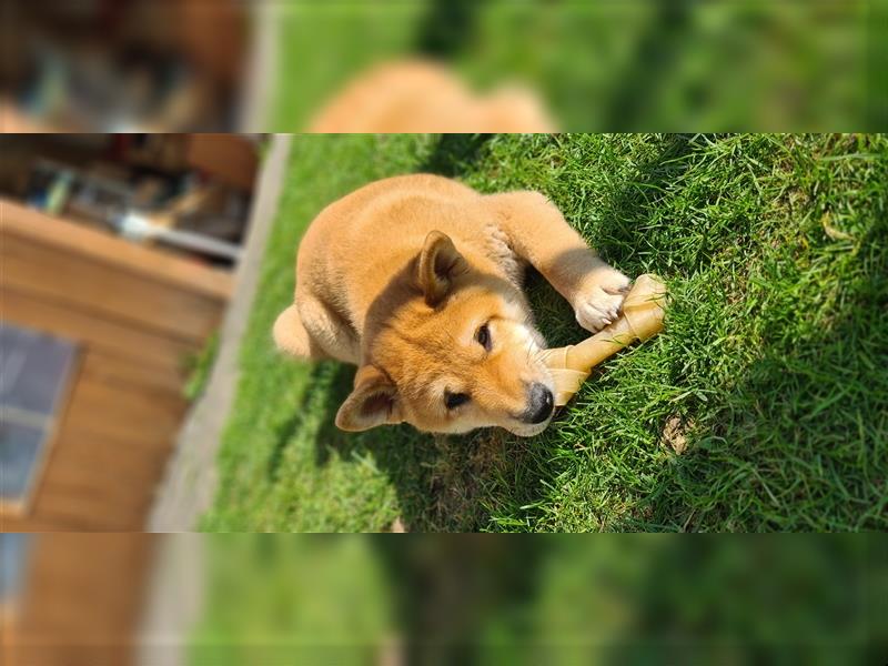 Shiba Inu Welpen 1 x Weibchen  1 x Männchen