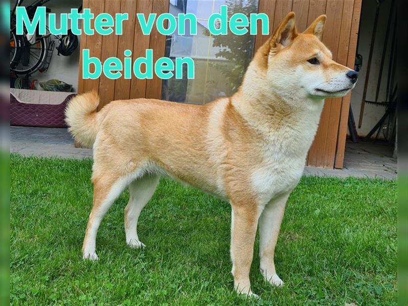 Shiba Inu Welpen 1 x Weibchen  1 x Männchen