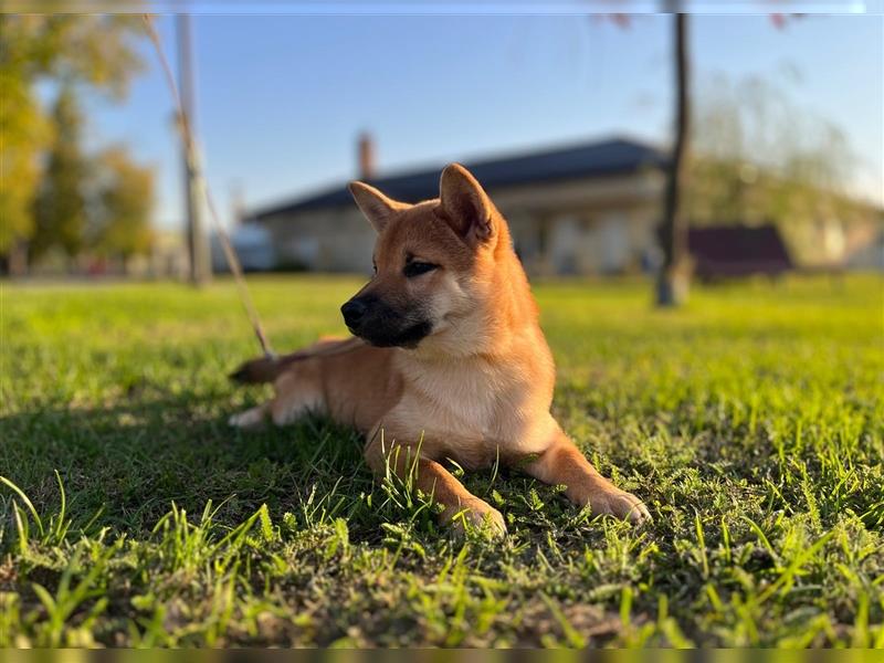 Shiba Inu puppies