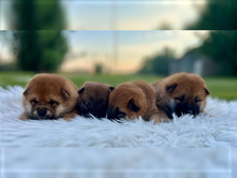 Shiba Inu puppies