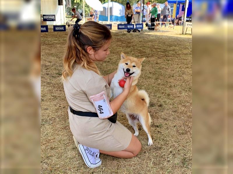 Shiba Inu puppies