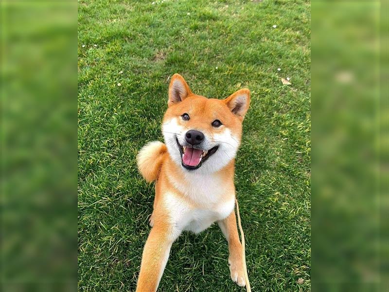 Shiba Inu puppies