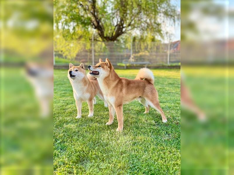 Shiba Inu puppies