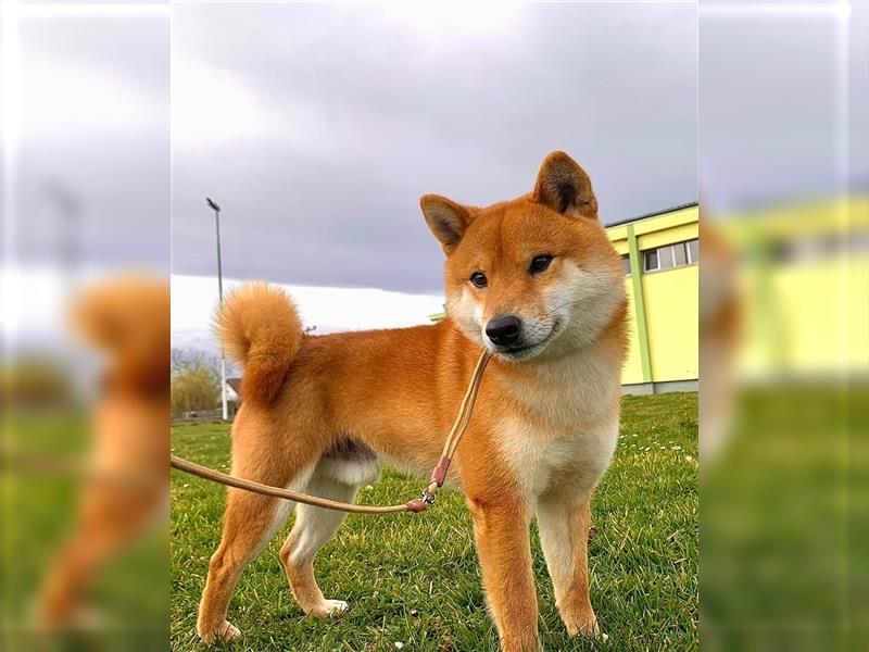 Shiba Inu puppies