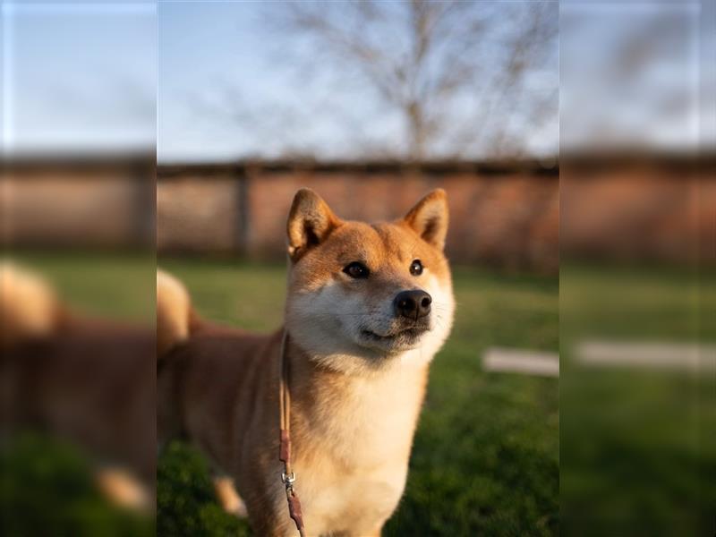 Shiba Inu puppies