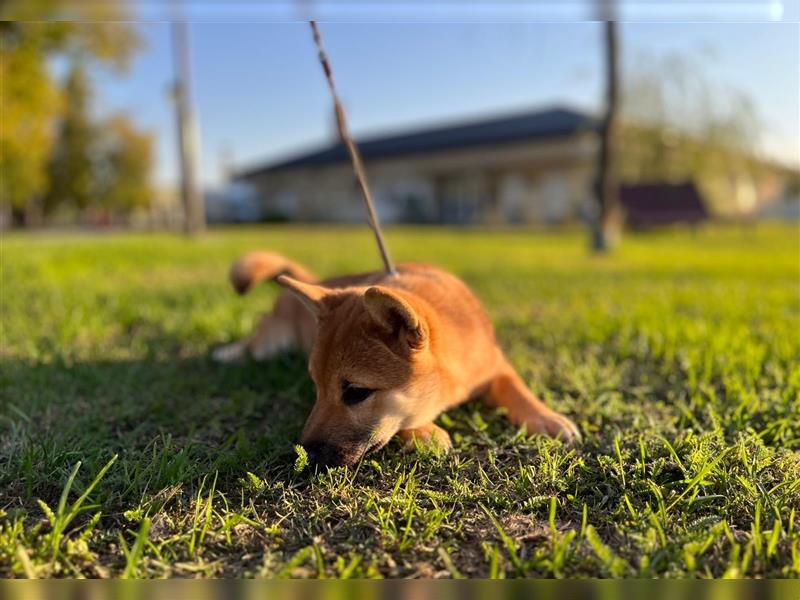 Shiba Inu puppies