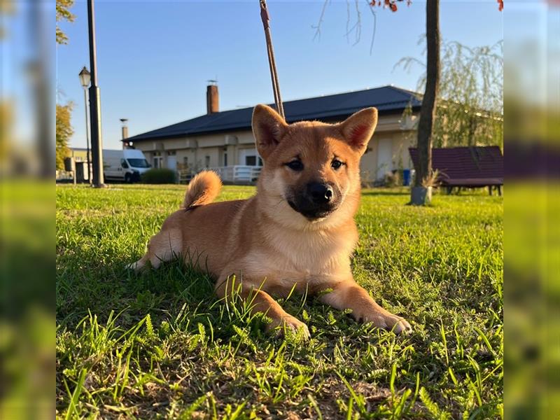 Shiba Inu puppies