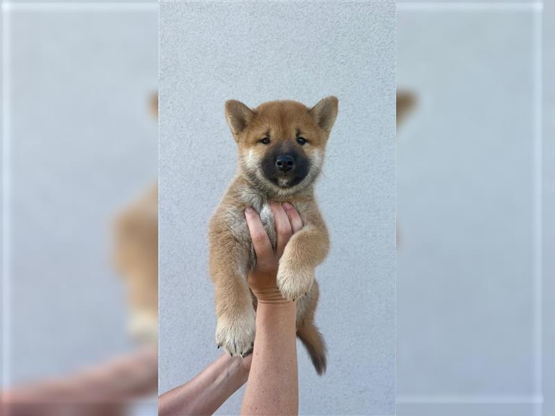 Shiba Inu puppies