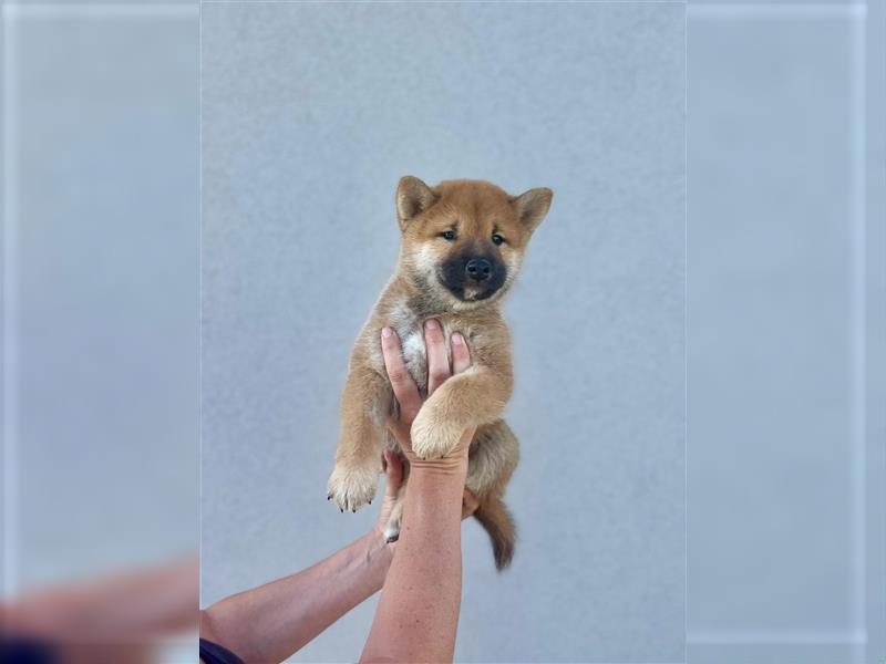 Shiba Inu puppies