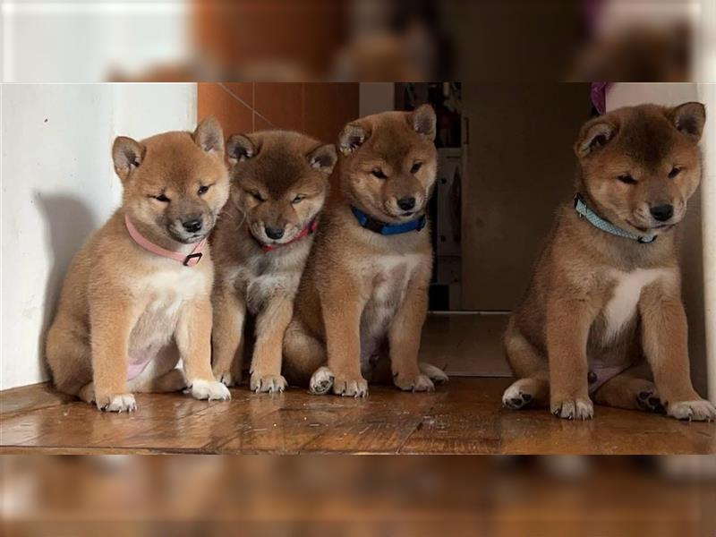 Hervorragender Shiba-Inu-Wurf mit hervorragendem Ausstellungspotenzial