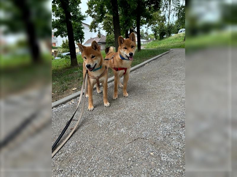 Hervorragender Shiba-Inu-Wurf mit hervorragendem Ausstellungspotenzial