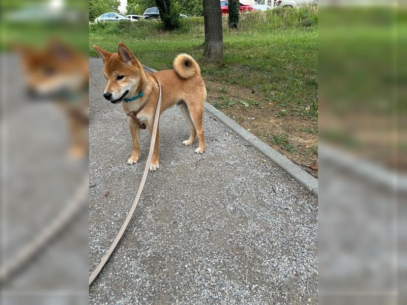 Hervorragender Shiba-Inu-Wurf mit hervorragendem Ausstellungspotenzial