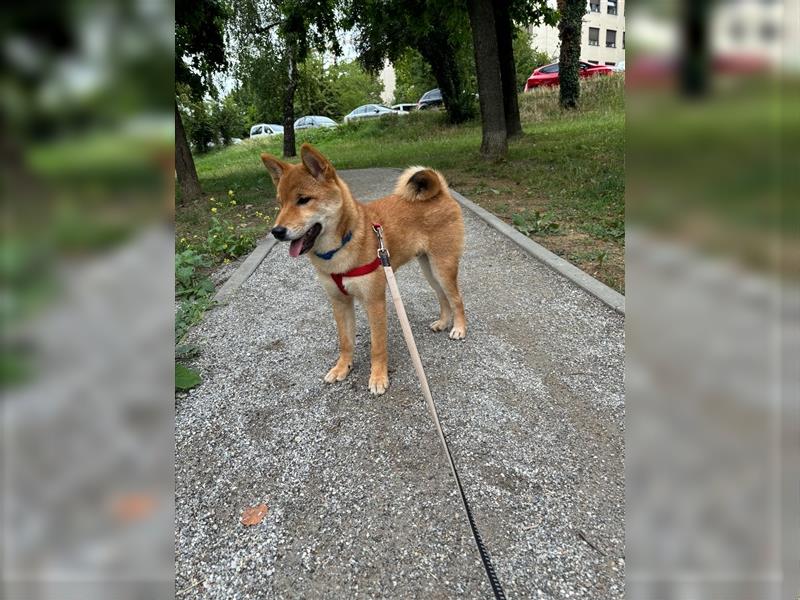 Hervorragender Shiba-Inu-Wurf mit hervorragendem Ausstellungspotenzial