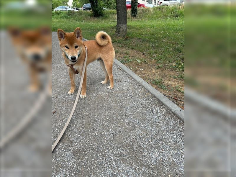 Hervorragender Shiba-Inu-Wurf mit hervorragendem Ausstellungspotenzial