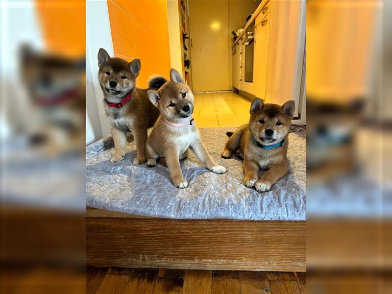 Hervorragender Shiba-Inu-Wurf mit hervorragendem Ausstellungspotenzial