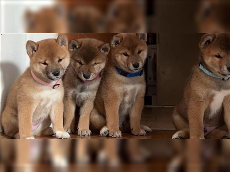 Hervorragender Shiba-Inu-Wurf mit hervorragendem Ausstellungspotenzial