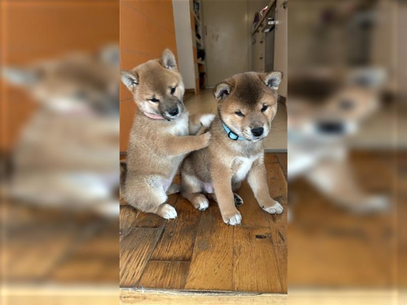 Hervorragender Shiba-Inu-Wurf mit hervorragendem Ausstellungspotenzial