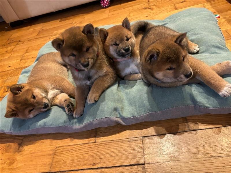 Hervorragender Shiba-Inu-Wurf mit hervorragendem Ausstellungspotenzial