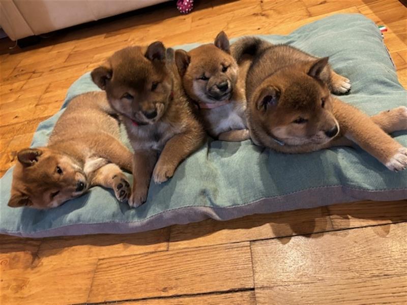 Hervorragender Shiba-Inu-Wurf mit hervorragendem Ausstellungspotenzial