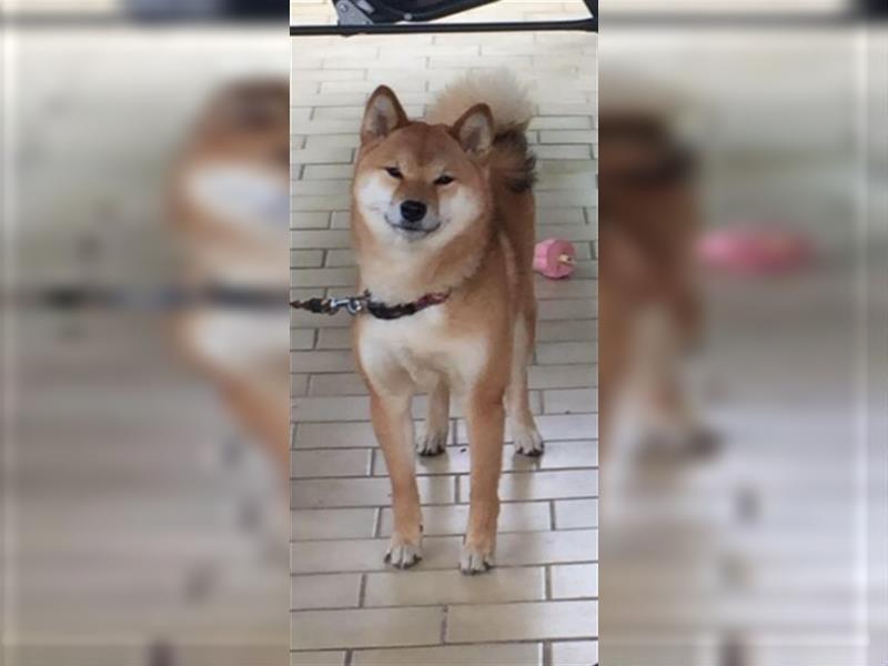 Hervorragender Shiba-Inu-Wurf mit hervorragendem Ausstellungspotenzial