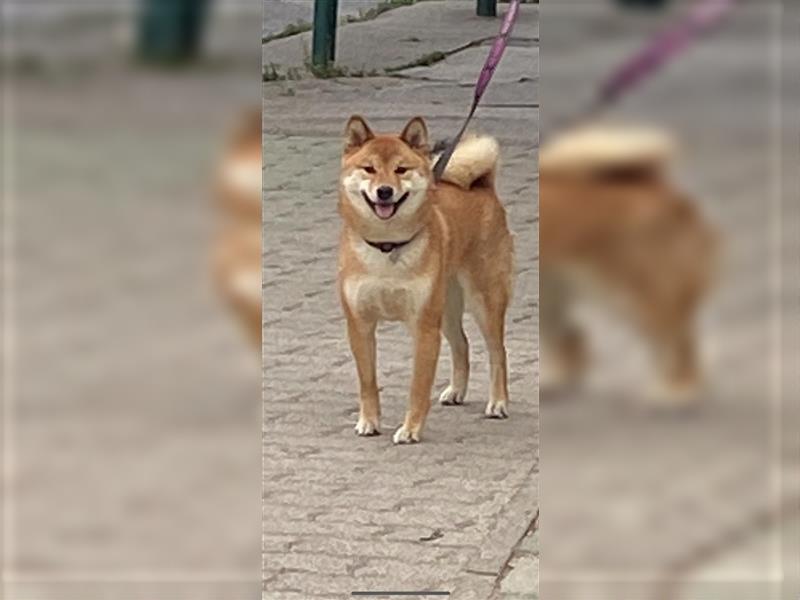 Hervorragender Shiba-Inu-Wurf mit hervorragendem Ausstellungspotenzial